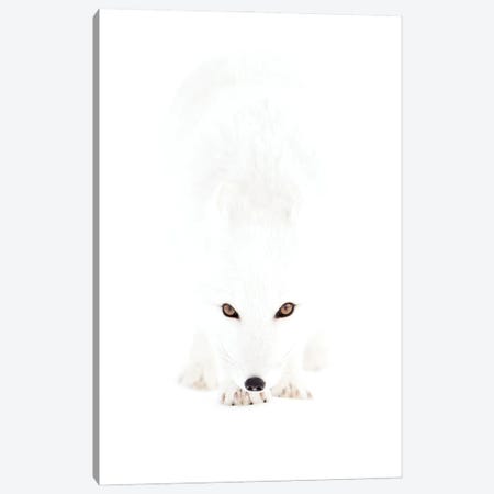 Arctic Fox In A White Out Canvas Print #FSM71} by Floris Smeets Canvas Wall Art