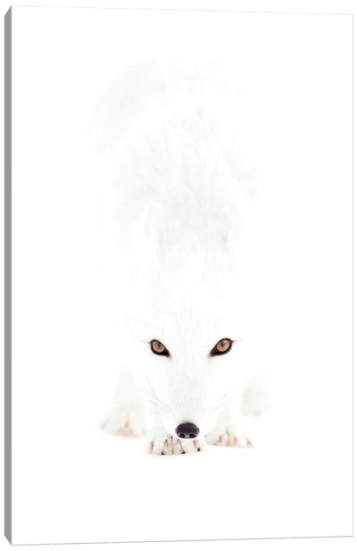 Arctic Fox In A White Out Canvas Art Print - Floris Smeets