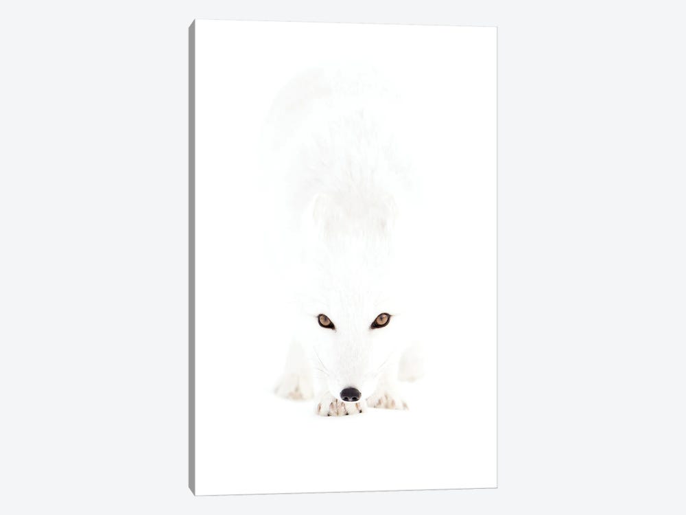 Arctic Fox In A White Out by Floris Smeets 1-piece Canvas Art Print