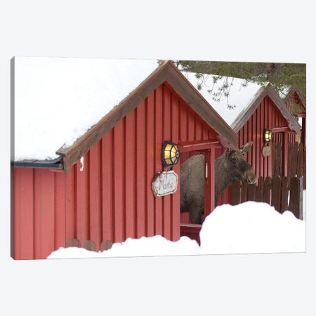 A Typical Home Of A Norwegian Moose Canvas Print #FSM72} by Floris Smeets Canvas Art