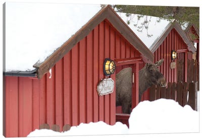 A Typical Home Of A Norwegian Moose Canvas Art Print - Moose Art