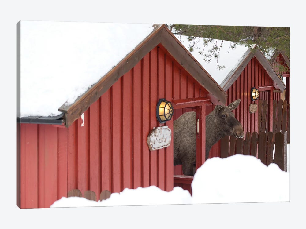 A Typical Home Of A Norwegian Moose by Floris Smeets 1-piece Canvas Wall Art