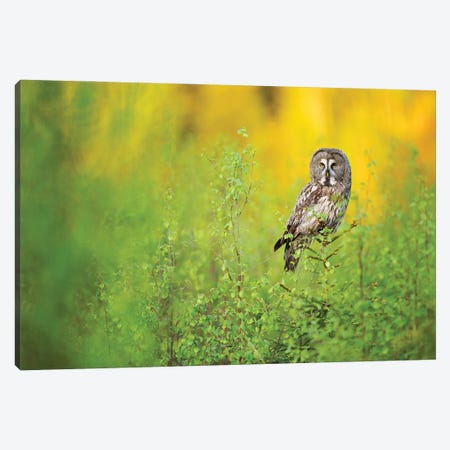 Great Grey Owl In The Early Morning Canvas Print #FSM76} by Floris Smeets Art Print