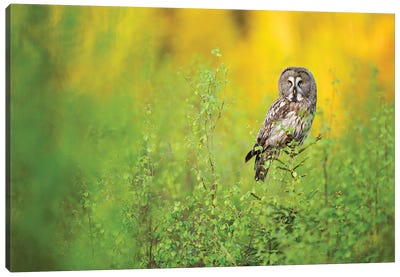 Great Grey Owl In The Early Morning Canvas Art Print - Floris Smeets