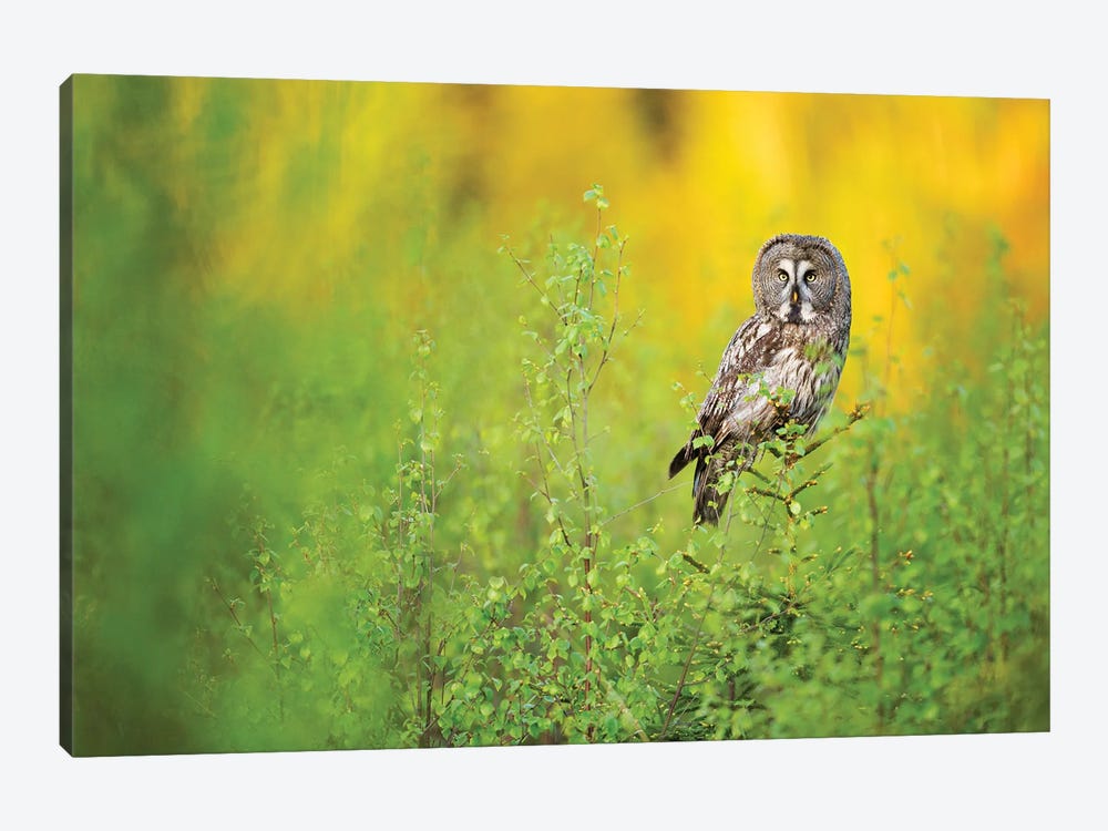 Great Grey Owl In The Early Morning 1-piece Canvas Wall Art