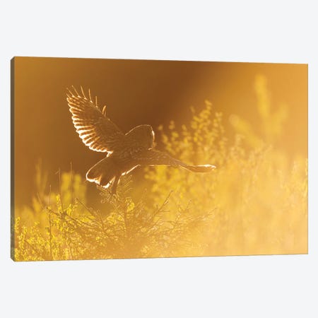 Great Grey Owl Hunting In The First Light Of The Day Canvas Print #FSM77} by Floris Smeets Canvas Art Print