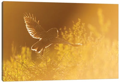 Great Grey Owl Hunting In The First Light Of The Day Canvas Art Print - Floris Smeets