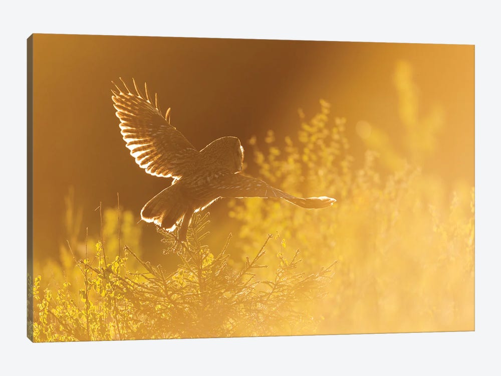 Great Grey Owl Hunting In The First Light Of The Day by Floris Smeets 1-piece Canvas Art Print