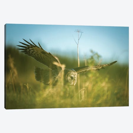 Great Grey Owl Hunting Though The Vegetation Canvas Print #FSM78} by Floris Smeets Canvas Artwork