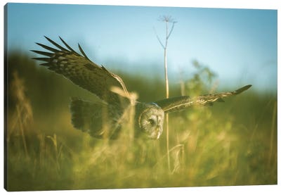 Great Grey Owl Hunting Though The Vegetation Canvas Art Print - Floris Smeets