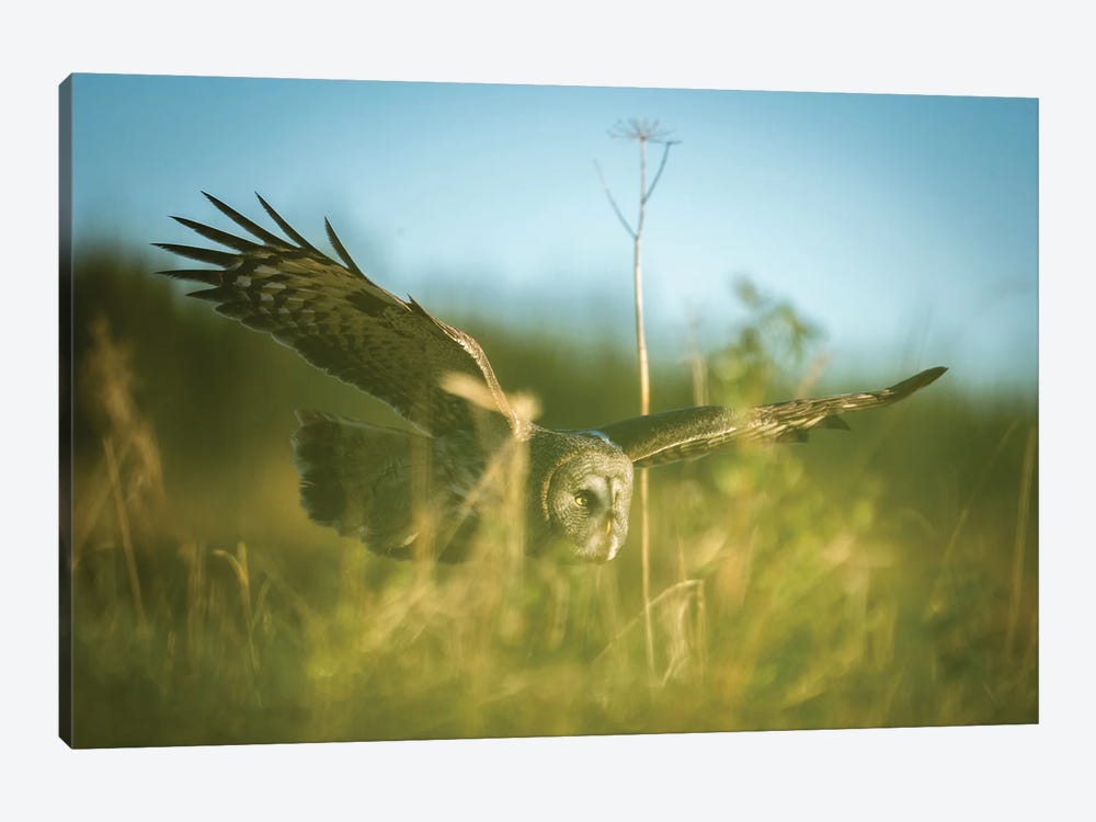 Great Grey Owl Hunting Though The Vegetation by Floris Smeets 1-piece Canvas Wall Art