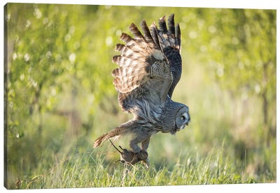 Great Grey Owl With A Fresh Catch Canvas Art Print - Floris Smeets