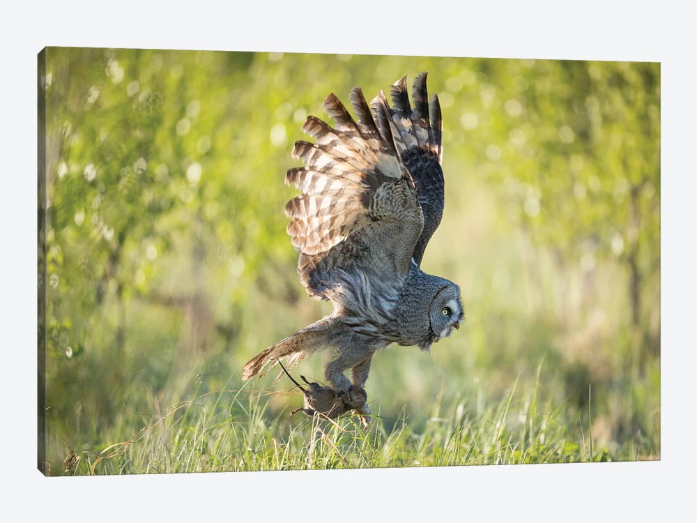 Great Grey Owl With A Fresh Catch by Floris Smeets 1-piece Canvas Print