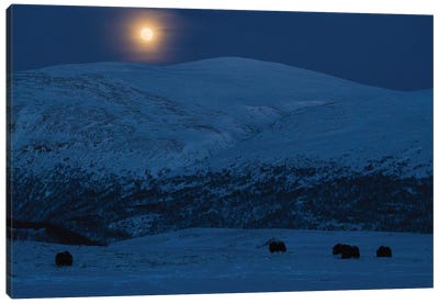 Musk-Oxen Under The Full Moon Canvas Art Print - Norway Art