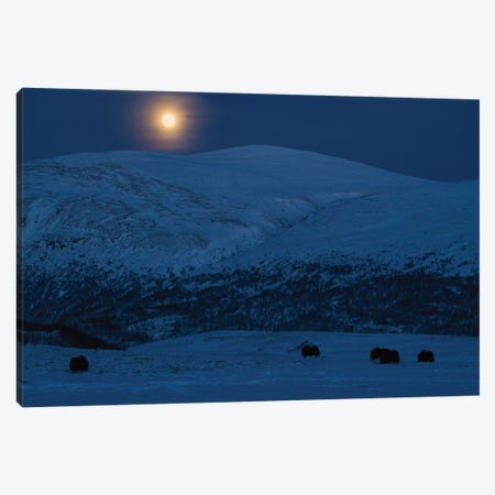 Musk-Oxen Under The Full Moon Canvas Print #FSM7} by Floris Smeets Canvas Wall Art