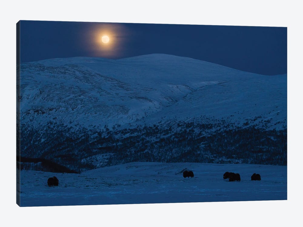 Musk-Oxen Under The Full Moon by Floris Smeets 1-piece Canvas Wall Art