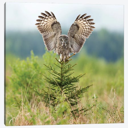 Great Grey Owl Landing On A Small Spruce Canvas Print #FSM80} by Floris Smeets Canvas Print