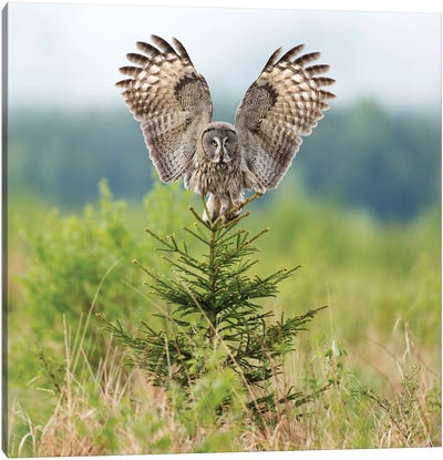 Great Grey Owl Landing On A Small Spruce Canvas Art Print - Floris Smeets