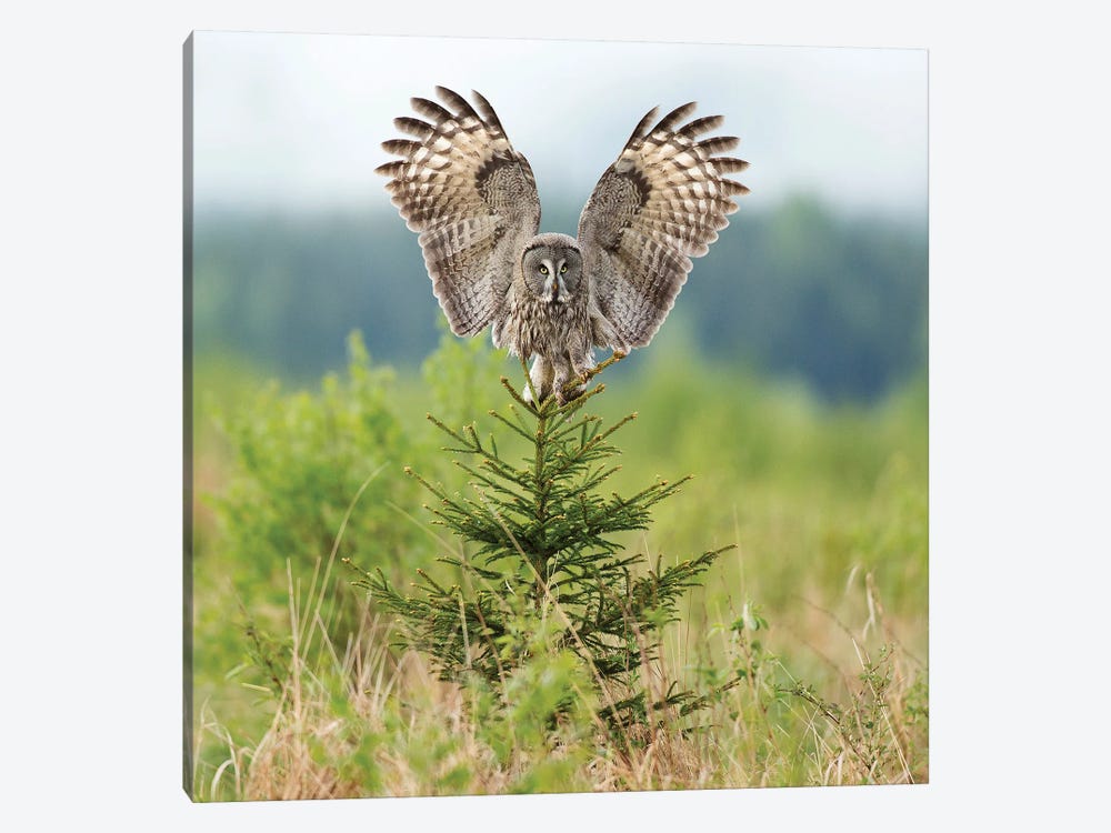 Great Grey Owl Landing On A Small Spruce by Floris Smeets 1-piece Canvas Art Print