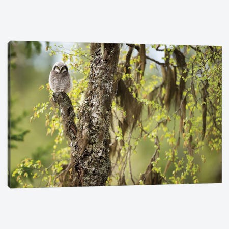 Northern Hawk Owl Chick In Norwegian Forest Canvas Print #FSM81} by Floris Smeets Art Print