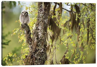 Northern Hawk Owl Chick In Norwegian Forest Canvas Art Print - Floris Smeets