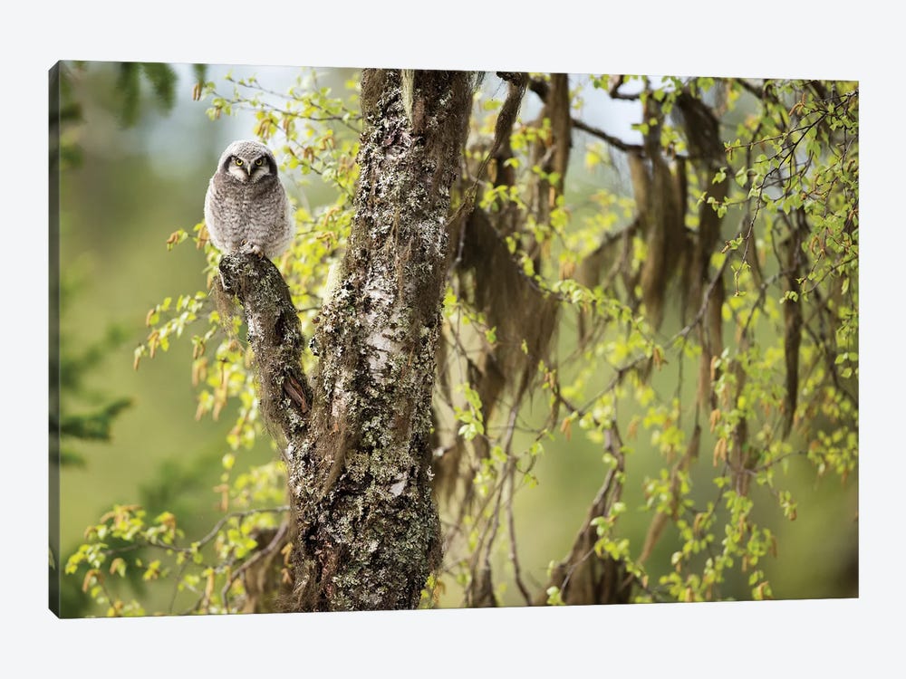 Northern Hawk Owl Chick In Norwegian Forest by Floris Smeets 1-piece Canvas Wall Art