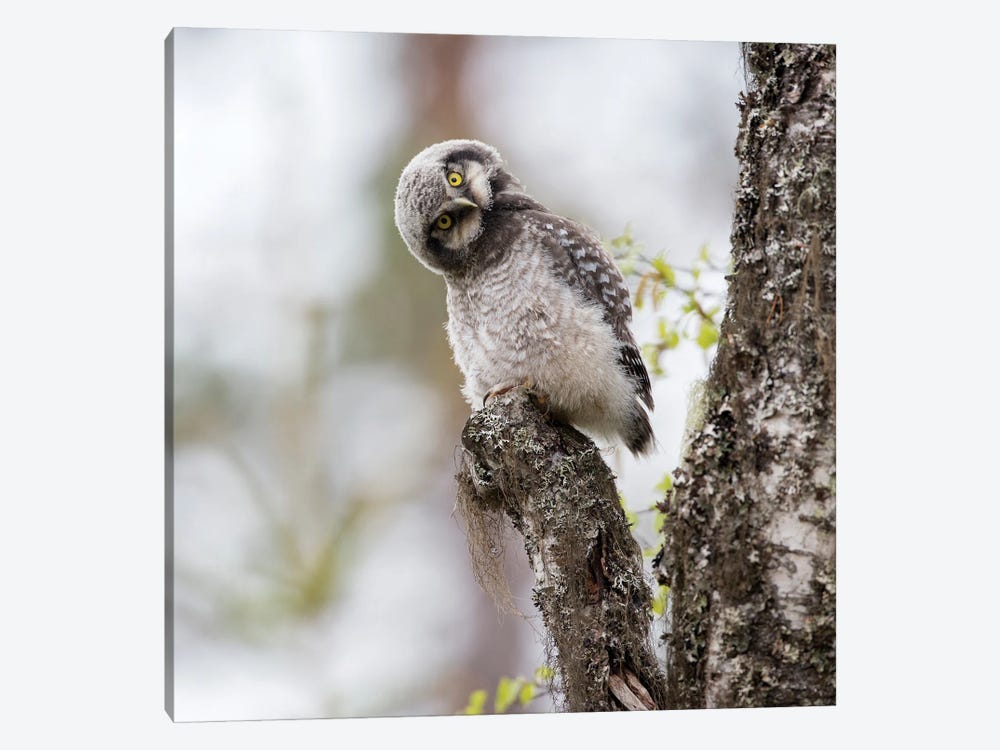 Curious Northern Hawk Owl Chick by Floris Smeets 1-piece Art Print