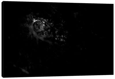 Great Grey Owl Hidden In The Dark Forest Canvas Art Print - Floris Smeets