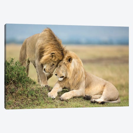 Two Young Masai Mara Brother Lions Greeting Each Other Canvas Print #FSM84} by Floris Smeets Canvas Wall Art