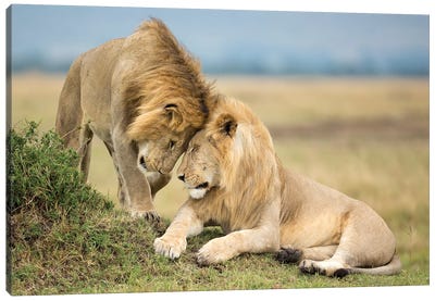 Two Young Masai Mara Brother Lions Greeting Each Other Canvas Art Print - Kenya