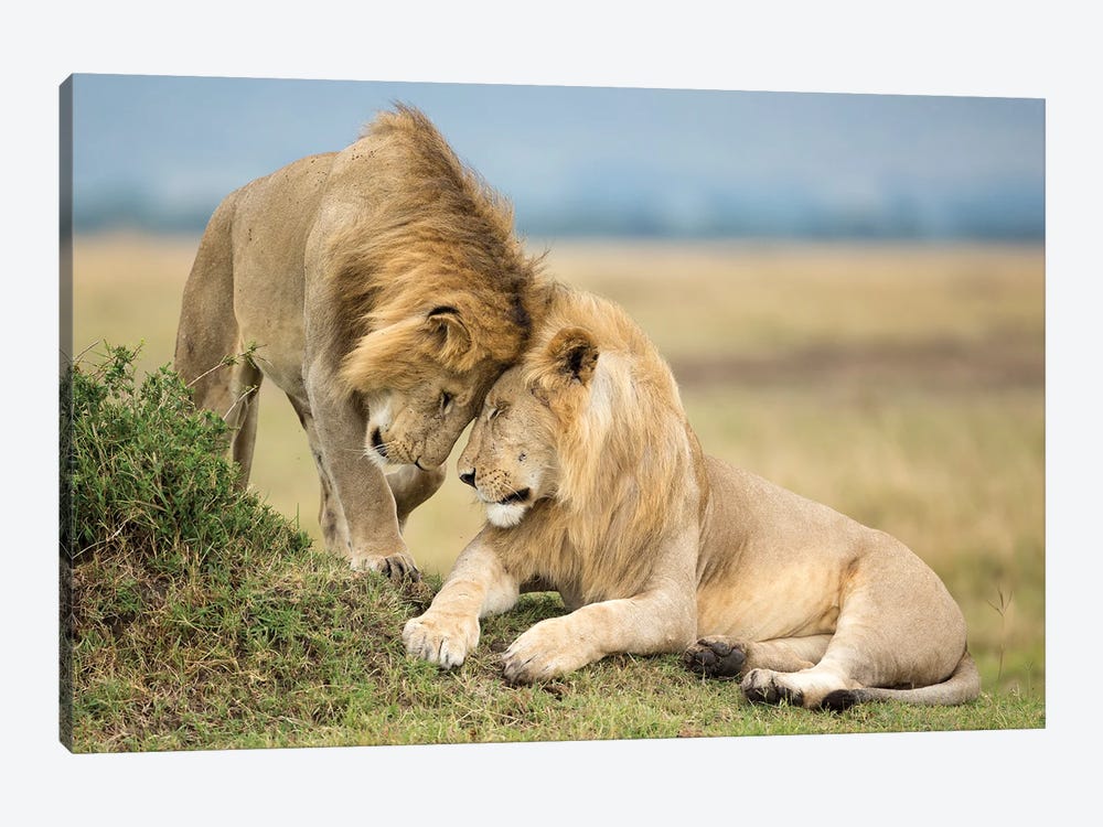 Two Young Masai Mara Brother Lions Greeting Each Other by Floris Smeets 1-piece Canvas Print