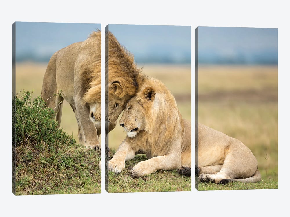 Two Young Masai Mara Brother Lions Greeting Each Other by Floris Smeets 3-piece Art Print