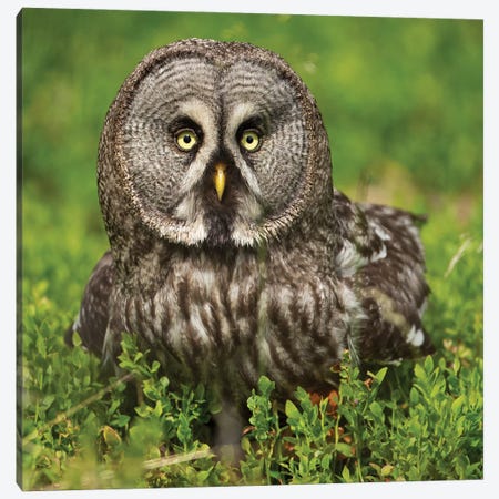 Great Grey Owl In The Norwegian Forest Canvas Print #FSM85} by Floris Smeets Canvas Wall Art