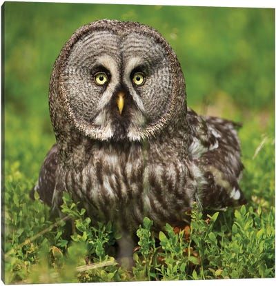 Great Grey Owl In The Norwegian Forest Canvas Art Print - Floris Smeets