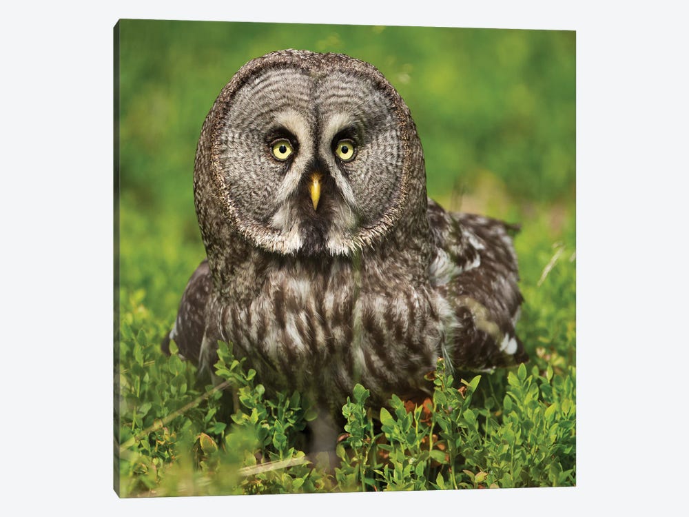Great Grey Owl In The Norwegian Forest by Floris Smeets 1-piece Canvas Artwork