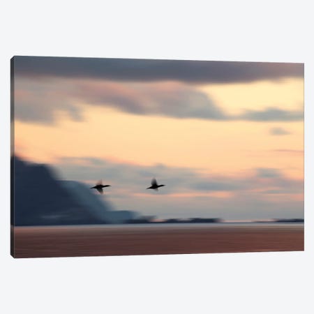Two Shags Flying At Sunset Canvas Print #FSM91} by Floris Smeets Canvas Wall Art