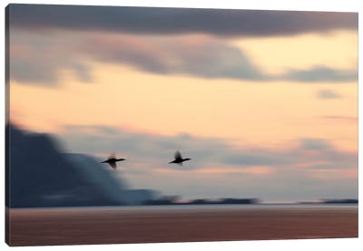 Two Shags Flying At Sunset Canvas Art Print - Norway Art