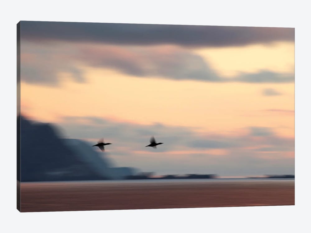 Two Shags Flying At Sunset by Floris Smeets 1-piece Canvas Print