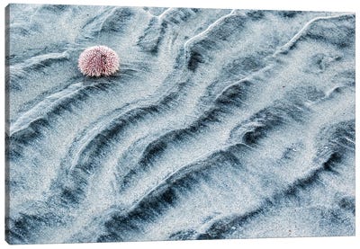 A Sea Urchin Skeleton On The Beach Canvas Art Print - Floris Smeets