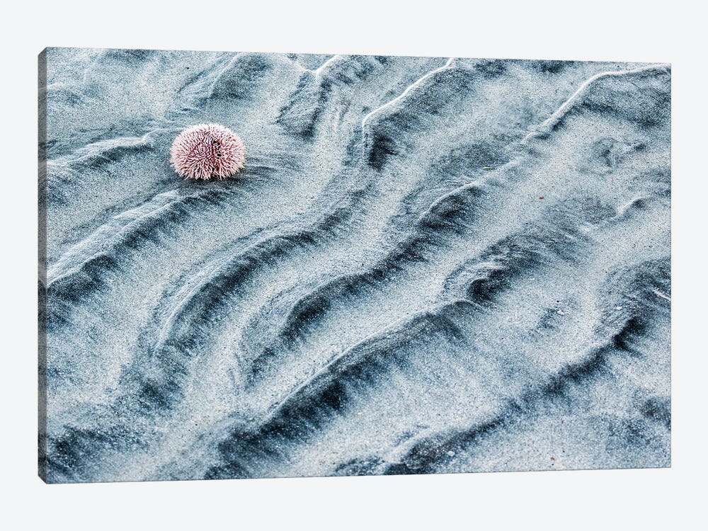 A Sea Urchin Skeleton On The Beach by Floris Smeets 1-piece Canvas Artwork