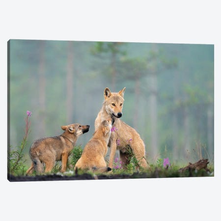 Alfa Female Wolf With Her Offspring In Finland Canvas Print #FSM94} by Floris Smeets Canvas Art Print