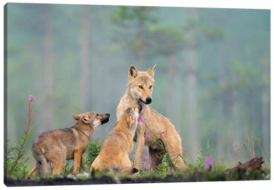 Alfa Female Wolf With Her Offspring In Finland Canvas Art Print - Floris Smeets