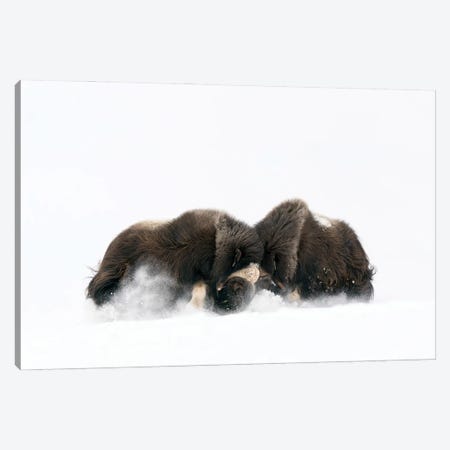 Two Large Musk-Oxen Bulls Fighting In The Snow Canvas Print #FSM95} by Floris Smeets Canvas Print