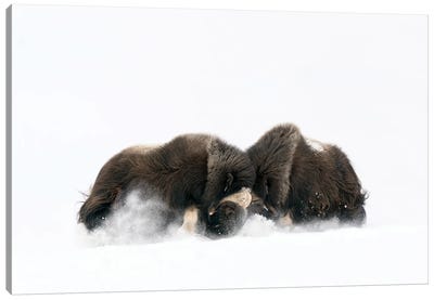 Two Large Musk-Oxen Bulls Fighting In The Snow Canvas Art Print