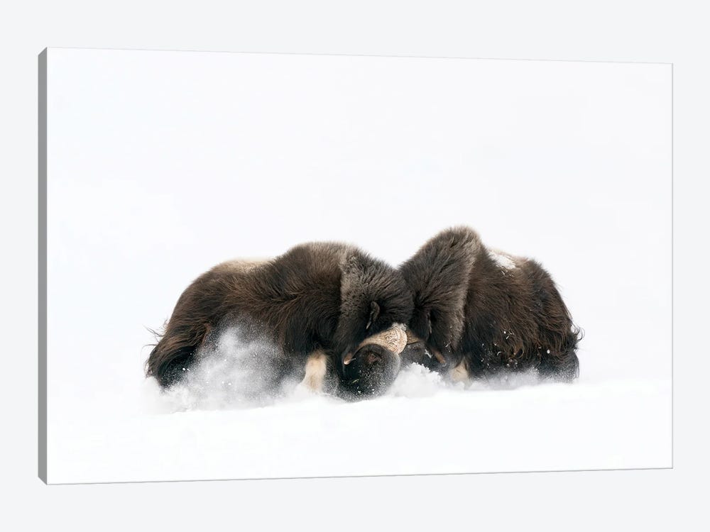 Two Large Musk-Oxen Bulls Fighting In The Snow by Floris Smeets 1-piece Canvas Print