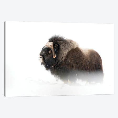 A Large Musk-Oxen Bull During Winter Canvas Print #FSM96} by Floris Smeets Canvas Art Print