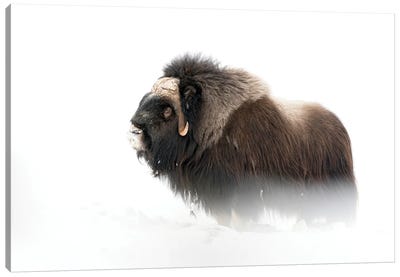 A Large Musk-Oxen Bull During Winter Canvas Art Print
