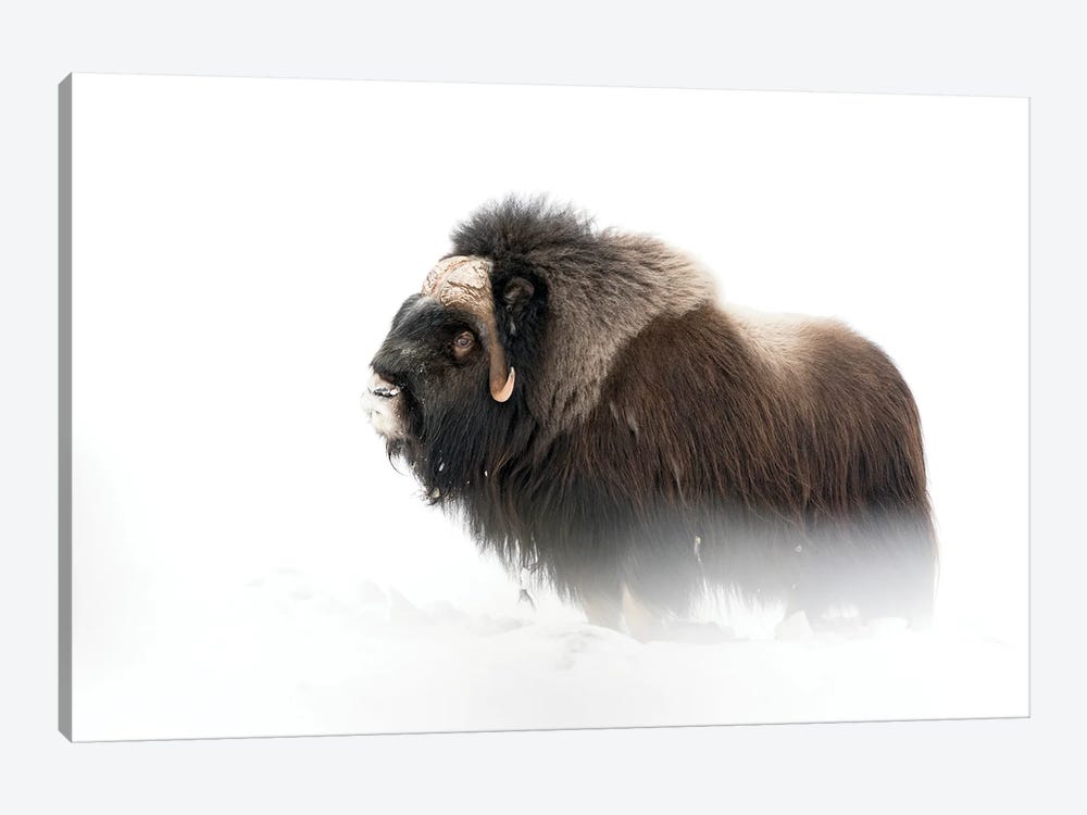 A Large Musk-Oxen Bull During Winter by Floris Smeets 1-piece Canvas Artwork