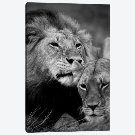 A Masai Mara Lion Couple Canvas Print #FSM97} by Floris Smeets Canvas Print