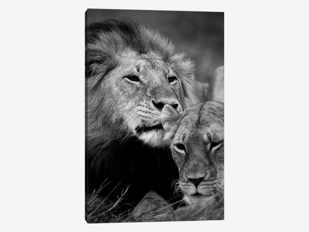 A Masai Mara Lion Couple by Floris Smeets 1-piece Art Print